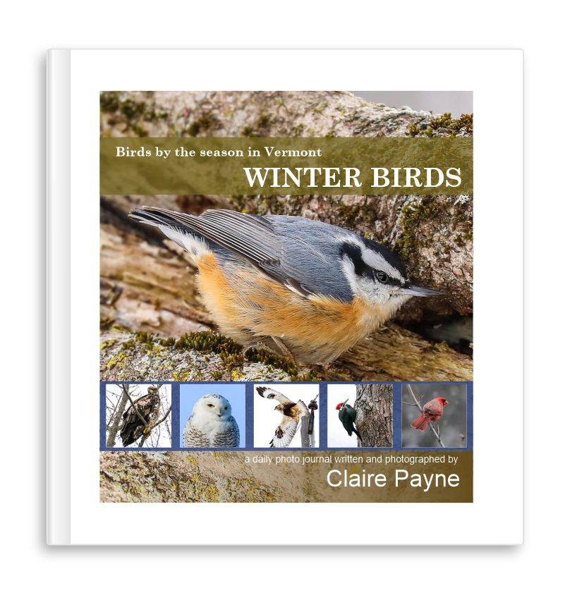 Book - Winter Birds