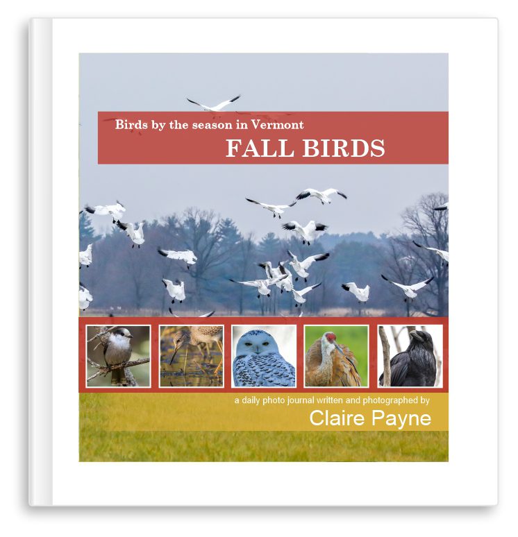 Books- Fall Birds