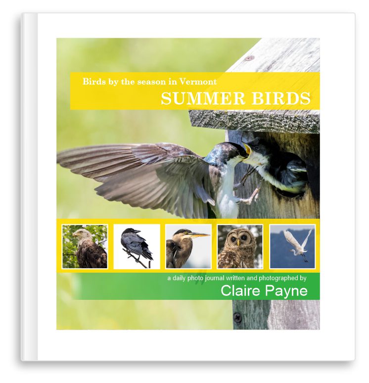 Books- Summer Birds