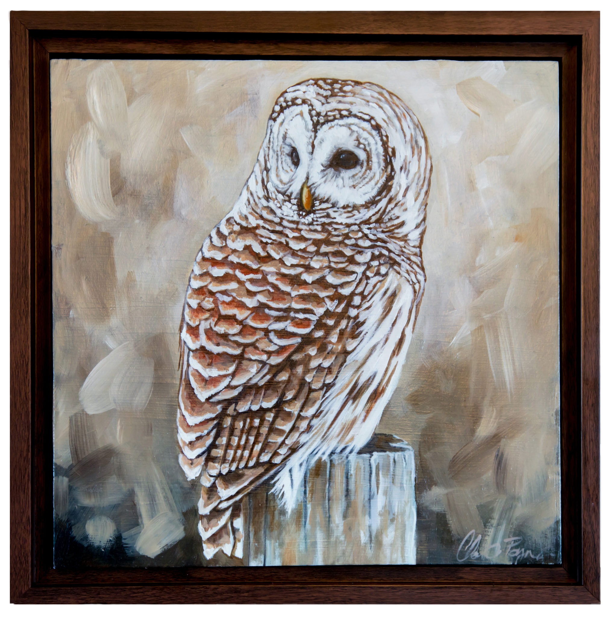 Original Painting - Barred Owl