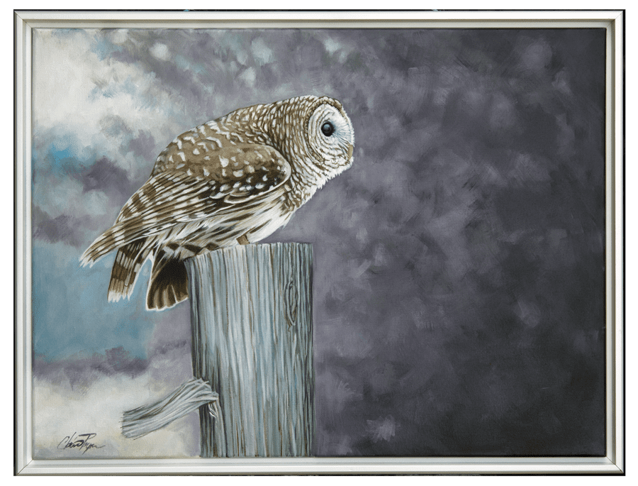 Original Painting - Barred Owl on a Fence