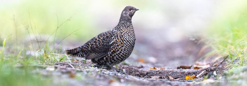 Spruce Grouse Photo by Claire Payne