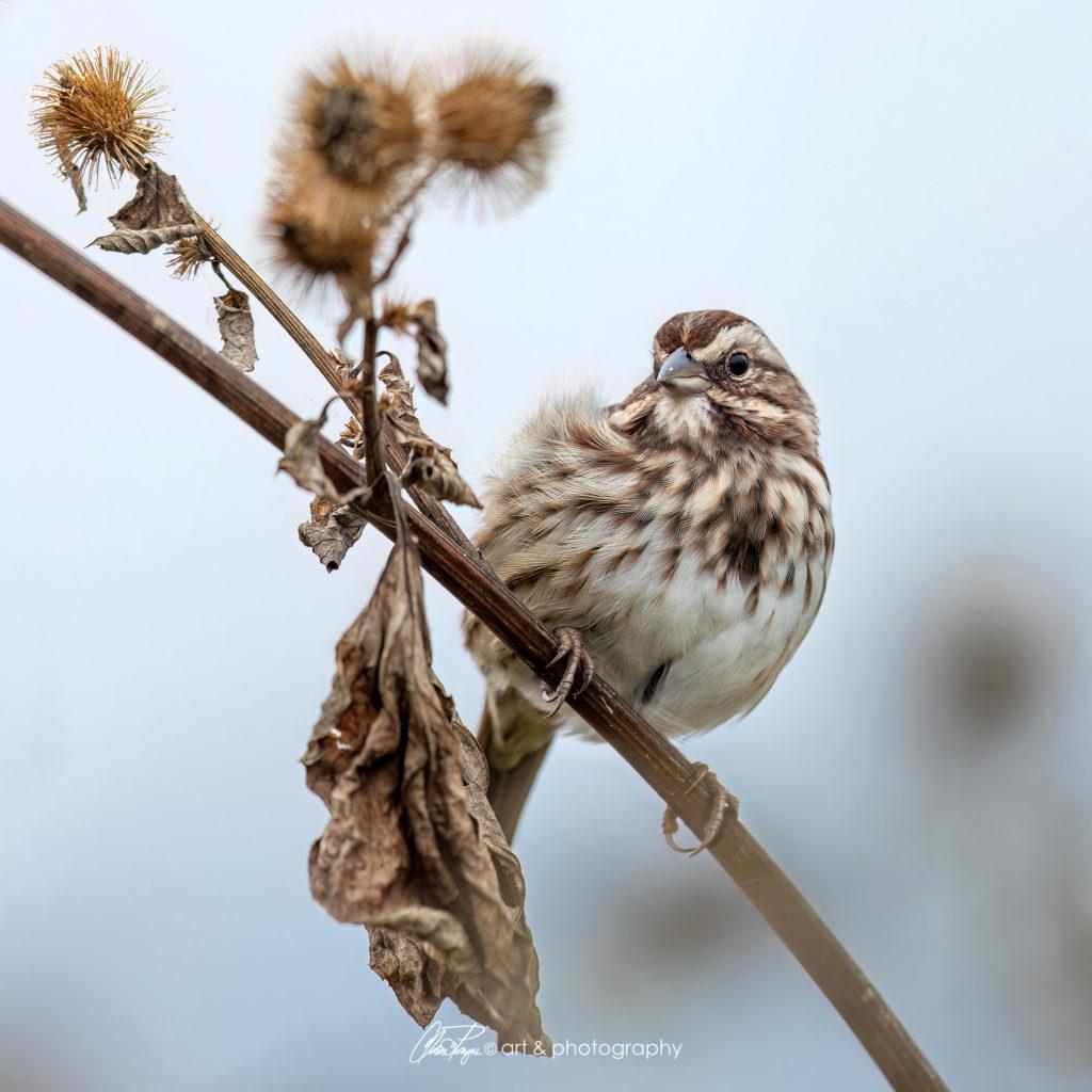 Song Sparrow - Nicolet Bird Sanctuary